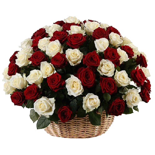 Фото товара 101 червоно-біла троянда в кошику в Івано-Франківську