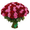 Фото товара 25 червоно-кремових троянд в Івано-Франківську