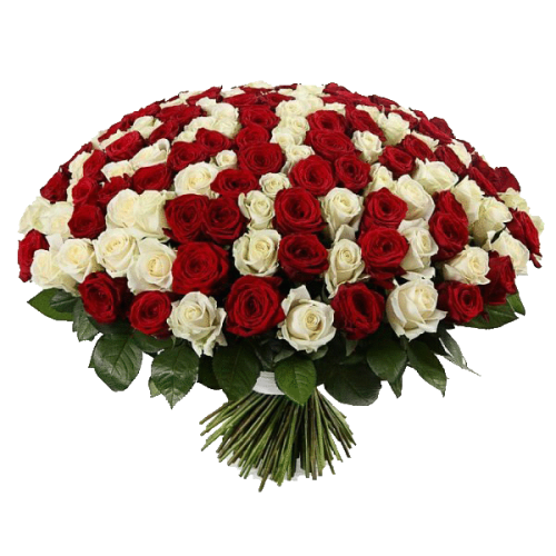 Фото товара 201 червоно-біла троянда в Івано-Франківську