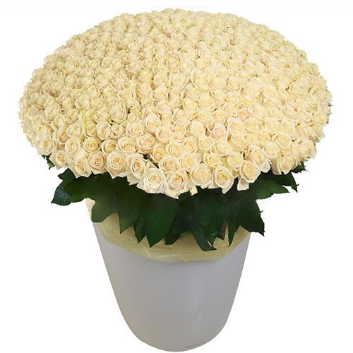 фото 301 біла троянда у великому вазоні