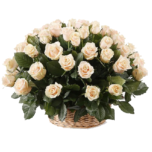 Фото товара 51 кремова троянда в кошику в Івано-Франківську