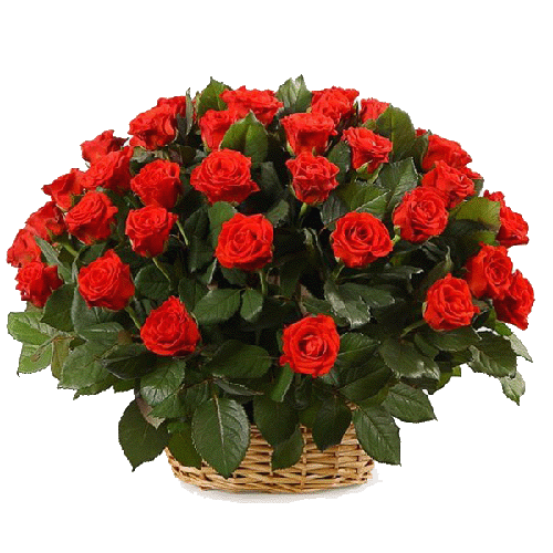 Фото товара 51 троянда "El Toro" в кошику в Івано-Франківську