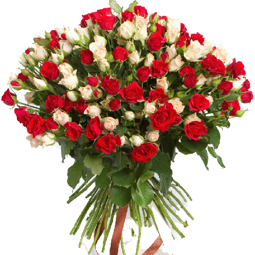 Фото товара 51 кущова червоно-біла троянда в Івано-Франківську