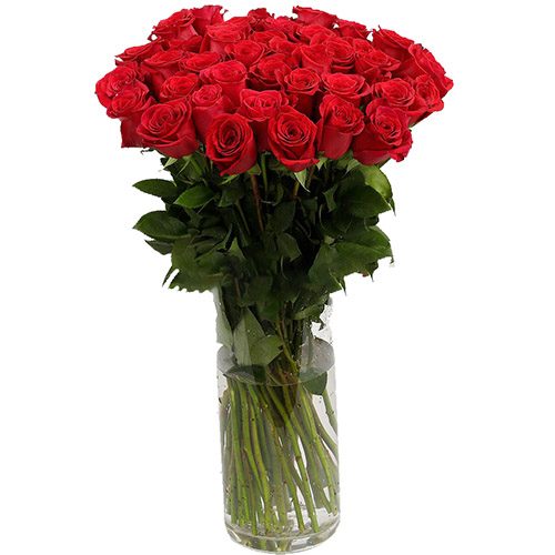 Фото товара Троянда імпортна червона (поштучно) в Івано-Франківську