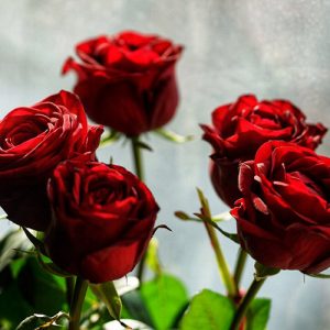 5 троянд в Івано-Франківську фото