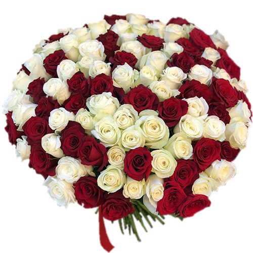 Фото товара 101 червоно-біла троянда в Івано-Франківську