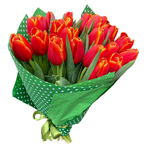 Фото товара 21 тюльпан "Маковий цвіт" в Івано-Франківську