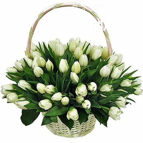 Фото товара "Цукрова вата" 51 білий тюльпан у кошику в Івано-Франківську