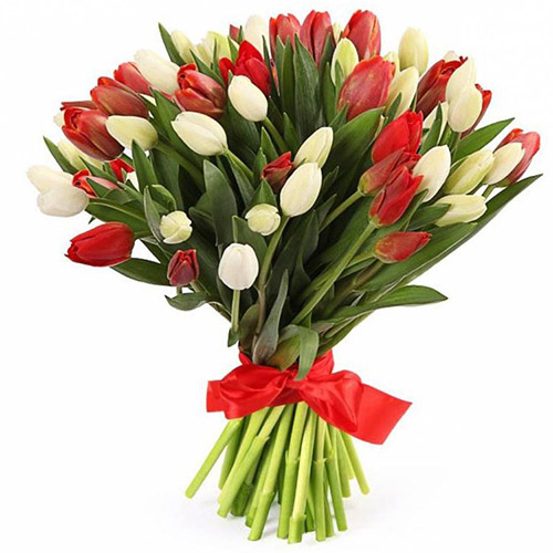Фото товара 51 червоно-білий тюльпан (зі стрічкою) в Івано-Франківську