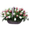 Фото товара 51 біло-рожевий тюльпан у коробці в Івано-Франківську